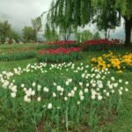 kashmir3