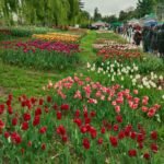 kashmir4